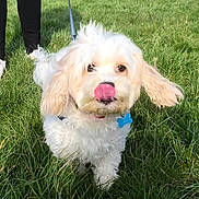 Oli joined the competition — help win amazing prizes! animal, black_pants, blue_tag, collar, curly_fur, cute, daylight, dog, grass, green_grass, leash, licking_nose, outdoor, person, pet, playful, sunlight, walking, white_dog, white_sneakers