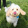 animal, black_pants, blue_tag, collar, curly_fur, cute, daylight, dog, grass, green_grass, leash, licking_nose, outdoor, person, pet, playful, sunlight, walking, white_dog, white_sneakers