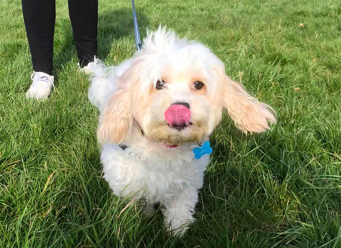 Oli
