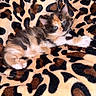 kitten, calico, cat, feline, pet, animal, cute, blue_eyes, fluffy, lying_down, blanket, leopard_print, soft, cozy, domestic_animal, young, fur, whiskers, paw, resting