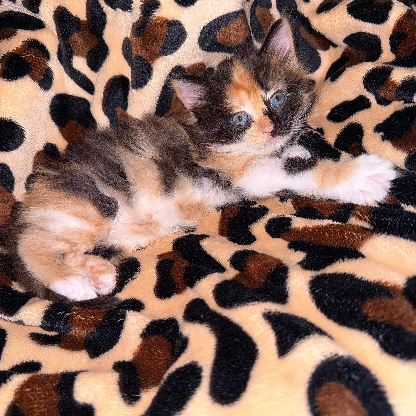 Khalessi joined the competition — help win amazing prizes! kitten, calico, cat, feline, pet, animal, cute, blue_eyes, fluffy, lying_down, blanket, leopard_print, soft, cozy, domestic_animal, young, fur, whiskers, paw, resting