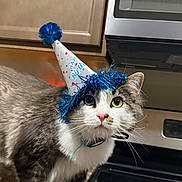 Dodge is registered to the contest to win money with this photo: cat, birthday_hat, kitchen, stove, curious, pet, indoor, feline, celebration, costume, animal, fur, whiskers, closeup, domestic, cute, eyes, pink_nose, party, blue