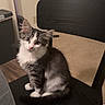 Dodge is registered to the contest to win money with this photo: animal, architecture, building, cat, chair, computer, couch, electronics, furniture, hardwood, indoors, kitten, laptop, livingroom, manx, pc, pet, plywood, table, wood