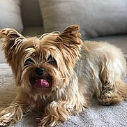Lucas a rejoint le concours — aidez-le/la à gagner de superbes lots ! dog, yorkshire_terrier, pet, tongue_out, fluffy, small_dog, ears_up, carpet, indoor, cute, animal, fur, lying_down, cozy, cushion, blurred_background, tongue, mammal, companion, adorable