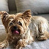 dog, yorkshire_terrier, pet, tongue_out, fluffy, small_dog, ears_up, carpet, indoor, cute, animal, fur, lying_down, cozy, cushion, blurred_background, tongue, mammal, companion, adorable