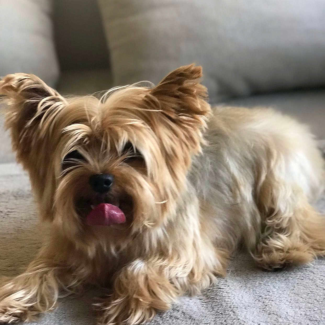 Lucas a rejoint le concours — aidez-le/la à gagner de superbes lots ! dog, yorkshire_terrier, pet, tongue_out, fluffy, small_dog, ears_up, carpet, indoor, cute, animal, fur, lying_down, cozy, cushion, blurred_background, tongue, mammal, companion, adorable