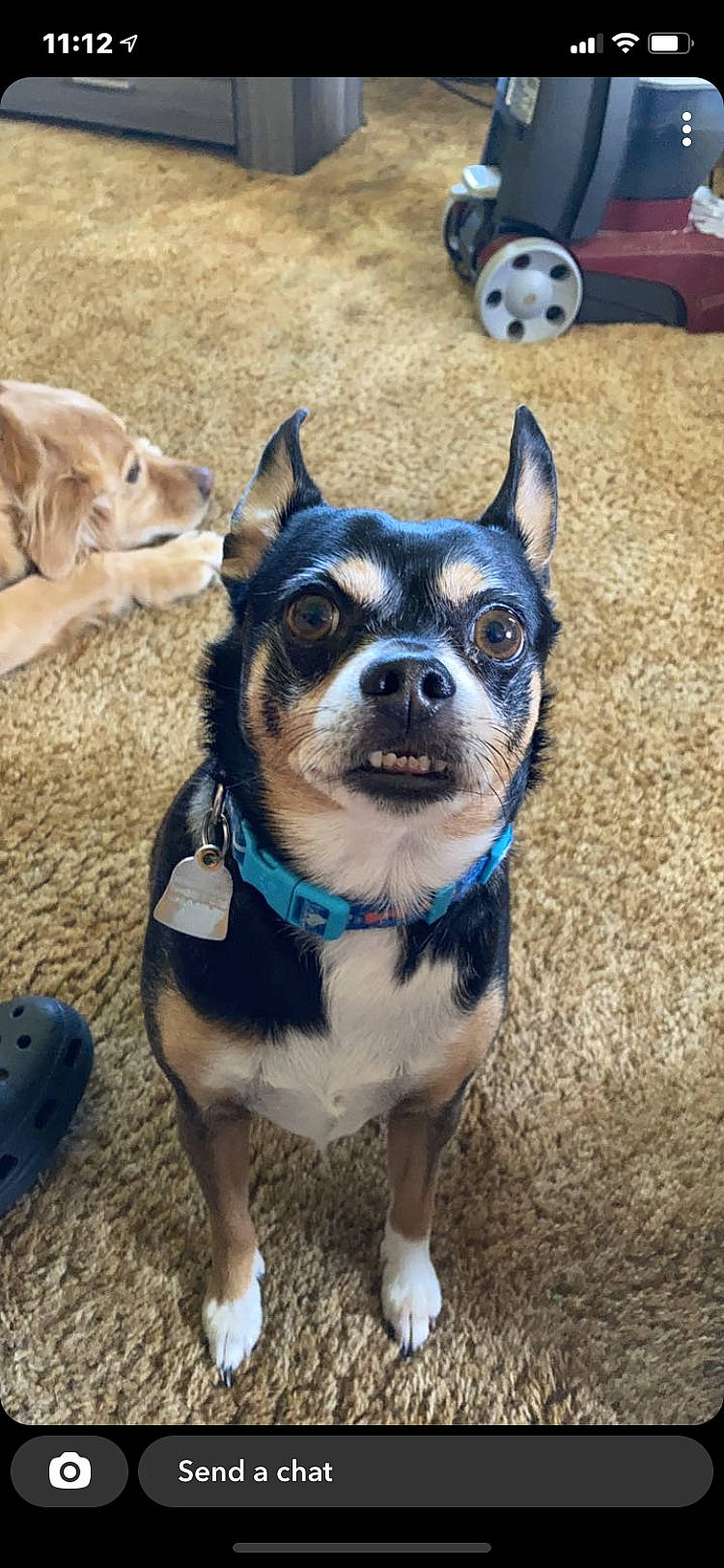 Boo is registered to the contest to win money with this photo: carnivore, collar, companion_dog, dog, dog_breed, dog_clothes, dog_collar, dog_supply, electric_blue, fashion_accessory, fawn, fur, leash, party_hat, snout, tire, toy_dog, wheel, whiskers, working_animal