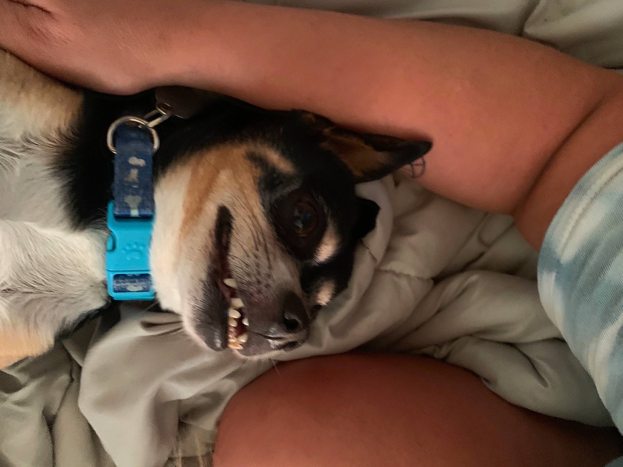 Boo is registered to the contest to win money with this photo: carnivore, comfort, companion_dog, dog, dog_breed, ear, elbow, fawn, finger, hand, human_leg, muscle, nail, pug, snout, thigh, thumb, toy_dog, working_animal, wrist