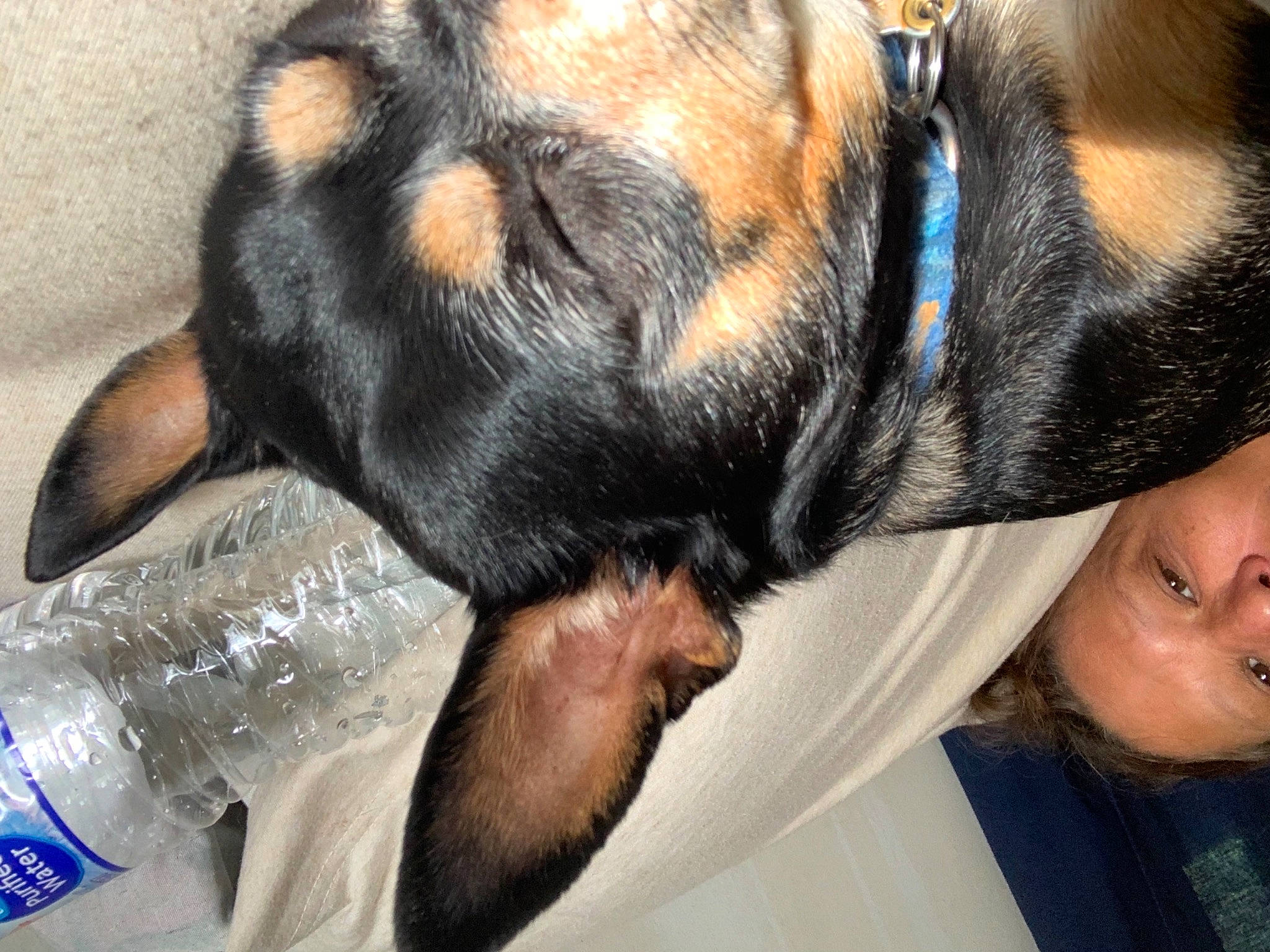 Boo joined the competition — help win amazing prizes! bottle, canidae, carnivore, comfort, companion_dog, dog, dog_breed, ear, fawn, fur, gesture, nose, plant, smile, snout, sporting_group, sunglasses, tail, terrestrial_animal, whiskers