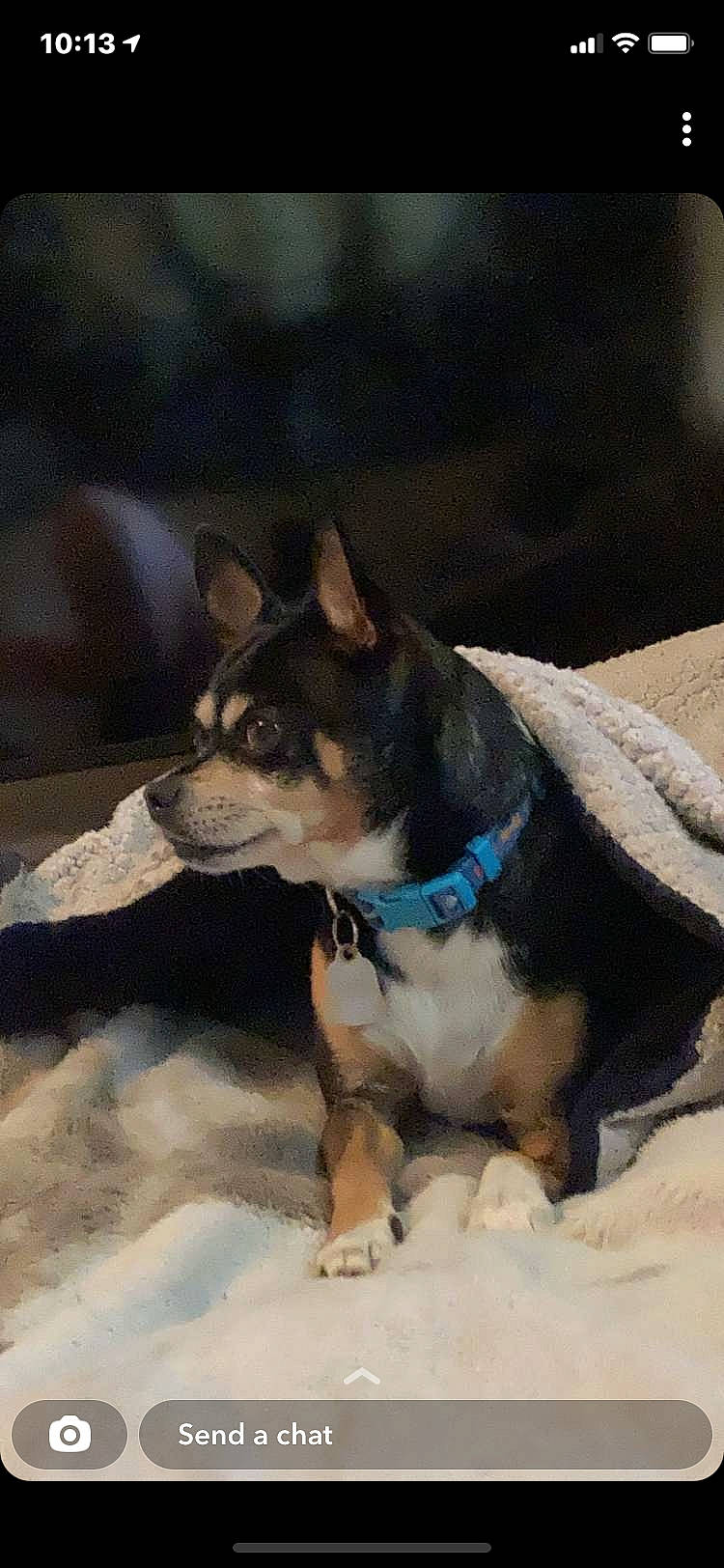 Boo is registered to the contest to win money with this photo: canidae, carnivore, collar, companion_dog, dog, dog_breed, dog_collar, dog_supply, electric_blue, fawn, fur, pet_supply, sitting, snout, snow, terrestrial_animal, whiskers, window, working_animal, working_dog