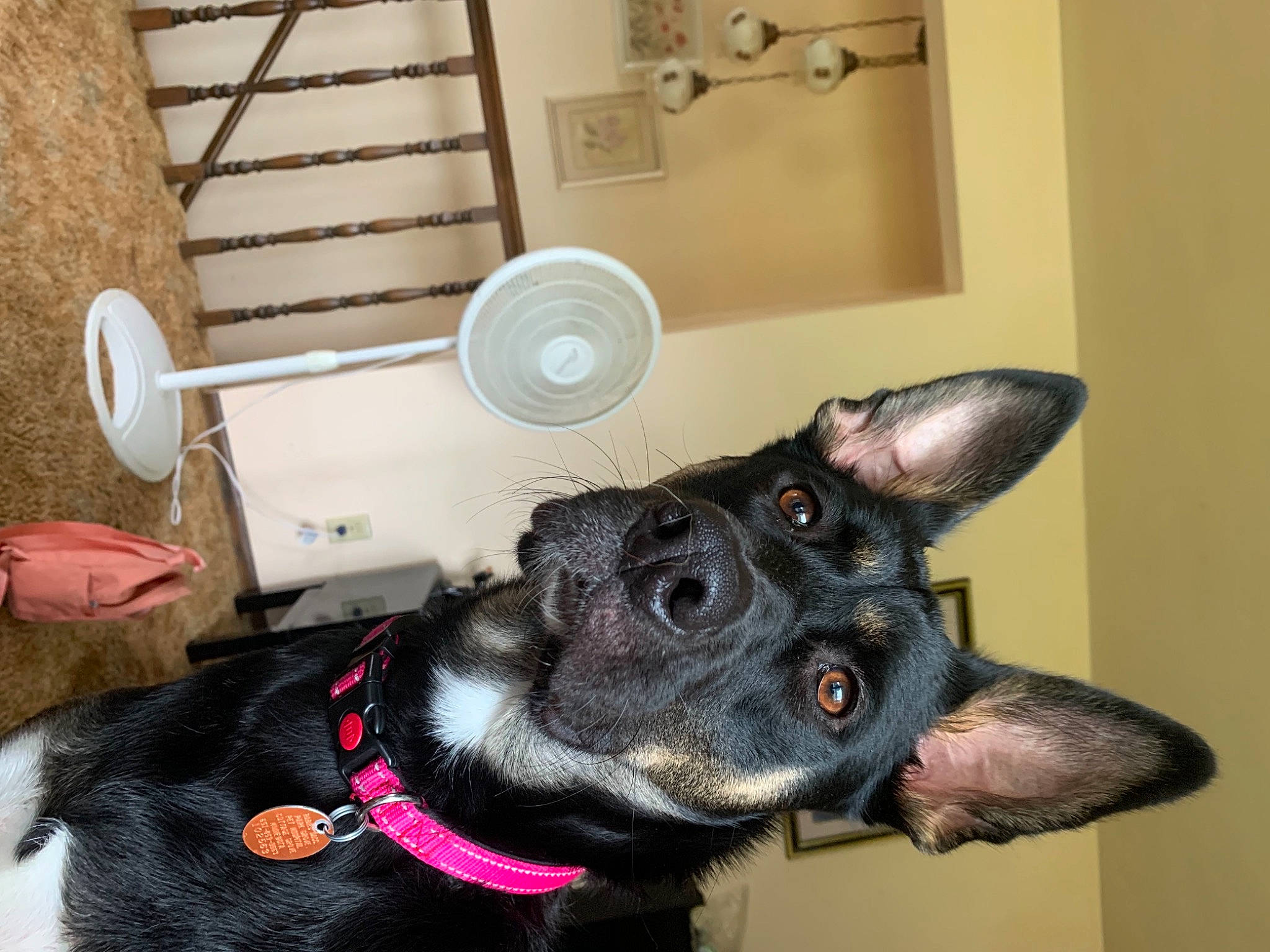 Cass joined the competition — help win amazing prizes! canidae, carnivore, collar, companion_dog, dog, dog_breed, dog_collar, dog_supply, ear, fashion_accessory, fawn, fur, guard_dog, jaw, pet_supply, snout, sporting_group, whiskers, working_animal, working_dog