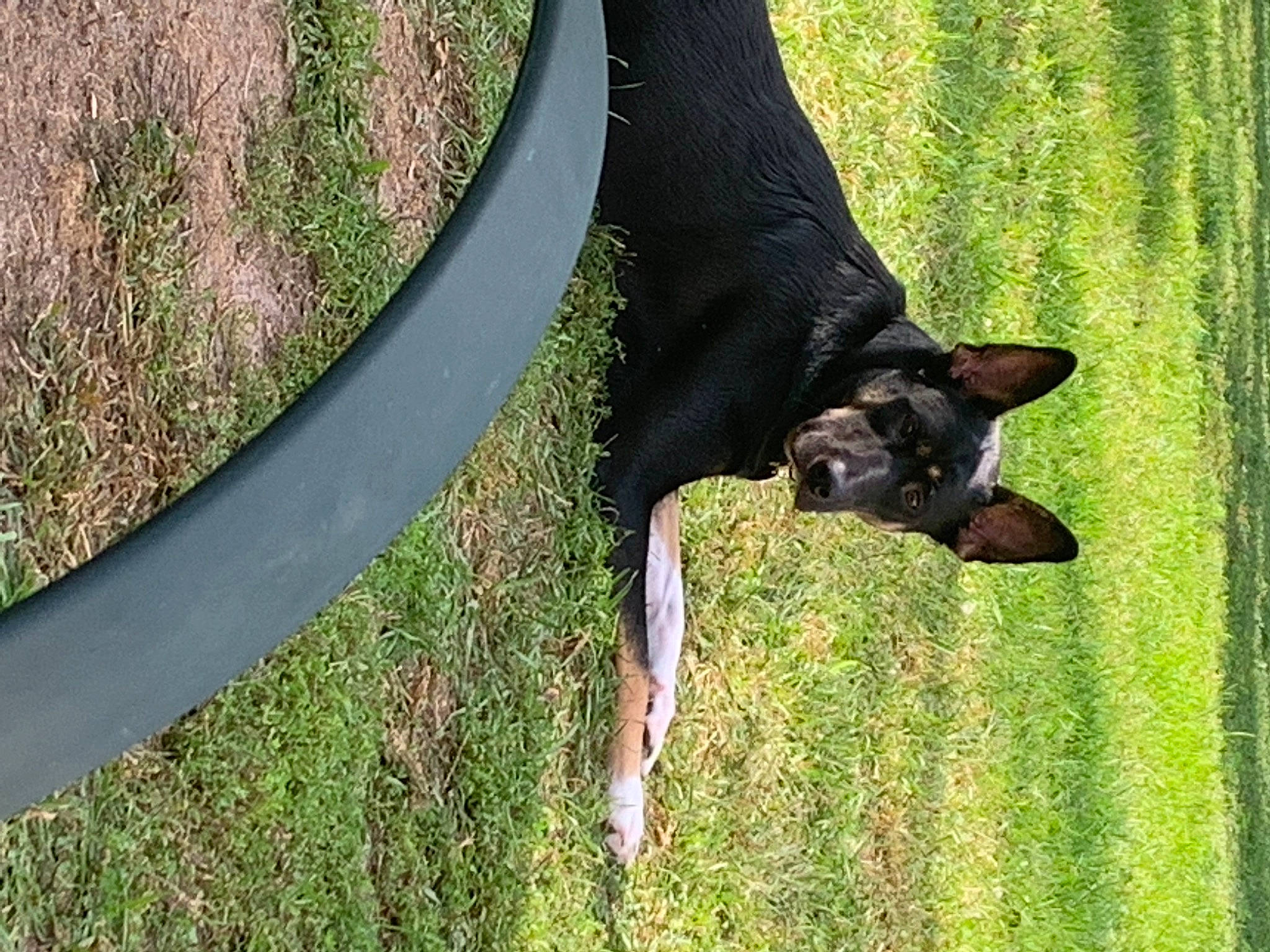 Cass is registered to the contest to win money with this photo: canidae, carnivore, collar, companion_dog, dog, dog_breed, dog_collar, dog_sports, fawn, grass, guard_dog, plant, tail, terrestrial_animal, toy_dog, tree, trunk, wildlife, working_animal, working_dog