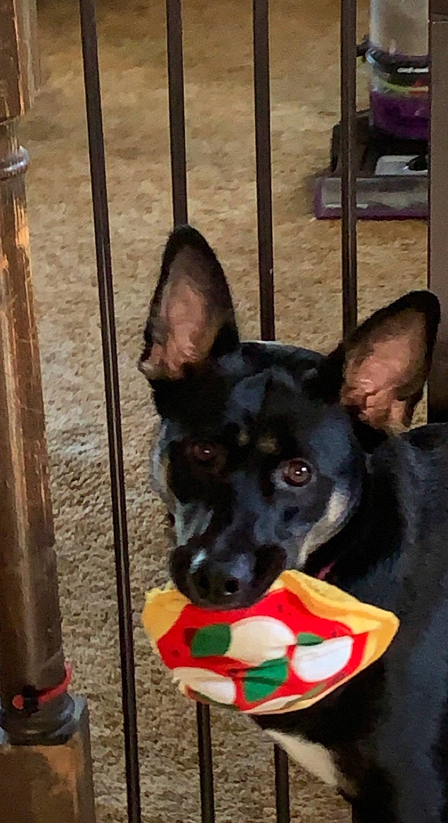 Cass joined the competition — help win amazing prizes! canidae, carmine, carnivore, collar, companion_dog, dog, dog_breed, dog_supply, fence, guard_dog, herding_dog, non_sporting_group, plant, snout, sporting_group, working_animal, working_dog