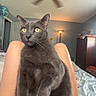 Baba is registered to the contest to win money with this photo: cat, gray_cat, pet, feline, sitting, upright, yellow_eyes, whiskers, fur, indoors, bedroom, chair, ceiling_fan, dresser, lamp, bed, blanket, portrait, looking_at_camera, home