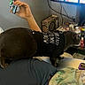cat, black_cat, pet, animal, shirt, clothing, couch, person, lap, smartphone, television, gaming, game_controller, dartboard, living_room, snacks, drinks, blanket, indoor, relaxed