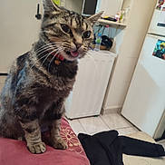 Chacha a rejoint le concours — aidez-le/la à gagner de superbes lots ! animal, bell, cat, collar, cushion, domestic, ears, floor, fridge, fur, furniture, indoor, kitchen, microwave, pet, sitting, tabby, tile_floor, tongue_out, whiskers