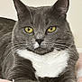 cat, gray_cat, white_chest, yellow_eyes, whiskers, pet, feline, indoor, closeup, portrait, resting, soft_blanket, pink_blanket, fur, animal, cute, domestic_cat, relaxed, alert, lying_down