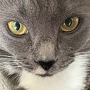 Georgie joined the competition — help win amazing prizes! cat, close_up, face, eyes, whiskers, gray_fur, white_fur, pet, animal, portrait, feline, cute, fur_texture, nose, indoor, looking, mammal, soft, focus, macro