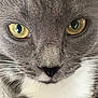 cat, close_up, face, eyes, whiskers, gray_fur, white_fur, pet, animal, portrait, feline, cute, fur_texture, nose, indoor, looking, mammal, soft, focus, macro