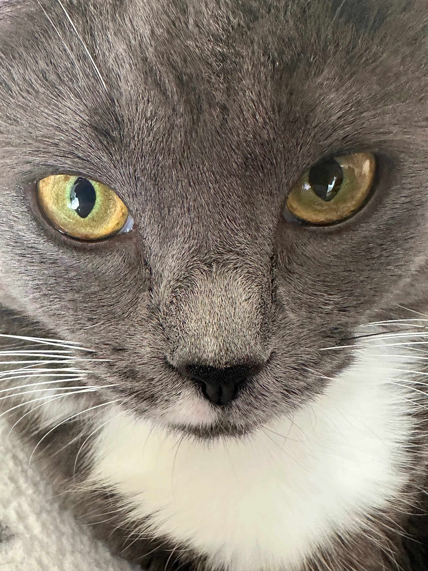 Georgie joined the competition — help win amazing prizes! cat, close_up, face, eyes, whiskers, gray_fur, white_fur, pet, animal, portrait, feline, cute, fur_texture, nose, indoor, looking, mammal, soft, focus, macro
