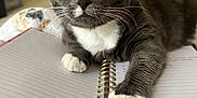 Georgie is registered to the contest to win money with this photo: cat, gray_cat, white_paws, yellow_eyes, notebook, spiral_notebook, handwriting, blanket, indoor, pet, curious, paw, feline, resting, cozy, close_up, fur, whiskers, home, study