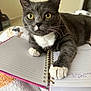 cat, gray_cat, white_paws, yellow_eyes, notebook, spiral_notebook, handwriting, blanket, indoor, pet, curious, paw, feline, resting, cozy, close_up, fur, whiskers, home, study