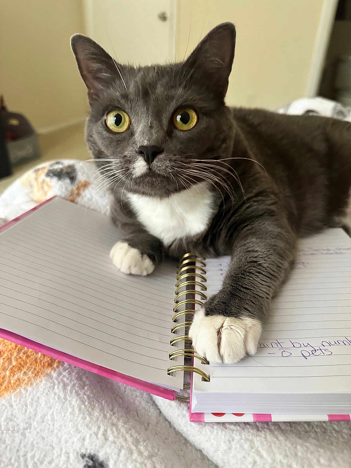 Georgie is registered to the contest to win money with this photo: cat, gray_cat, white_paws, yellow_eyes, notebook, spiral_notebook, handwriting, blanket, indoor, pet, curious, paw, feline, resting, cozy, close_up, fur, whiskers, home, study