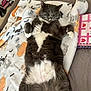 Georgie is registered to the contest to win money with this photo: cat, gray_cat, white_fur, sleeping, relaxed, blanket, bed, cozy, indoor, pet, feline, fur, whiskers, paw, nap, resting, domestic_animal, cute, fluffy, comfort