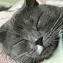 Georgie joined the competition — help win amazing prizes! cat, sleeping, gray_cat, white_fur, whiskers, close_up, soft_blanket, indoor, cozy, pet, feline, resting, cute, peaceful, animal, portrait, fur, nose, ears, relaxing