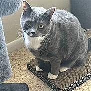 Georgie joined the competition — help win amazing prizes! animal, cardboard_scratch_pad, carpet, cat, close_up, curious, domestic_cat, ears, feline, fur, gray_cat, indoor, paw, pet, playful, sitting, toy, whiskers, white_paws, yellow_eyes