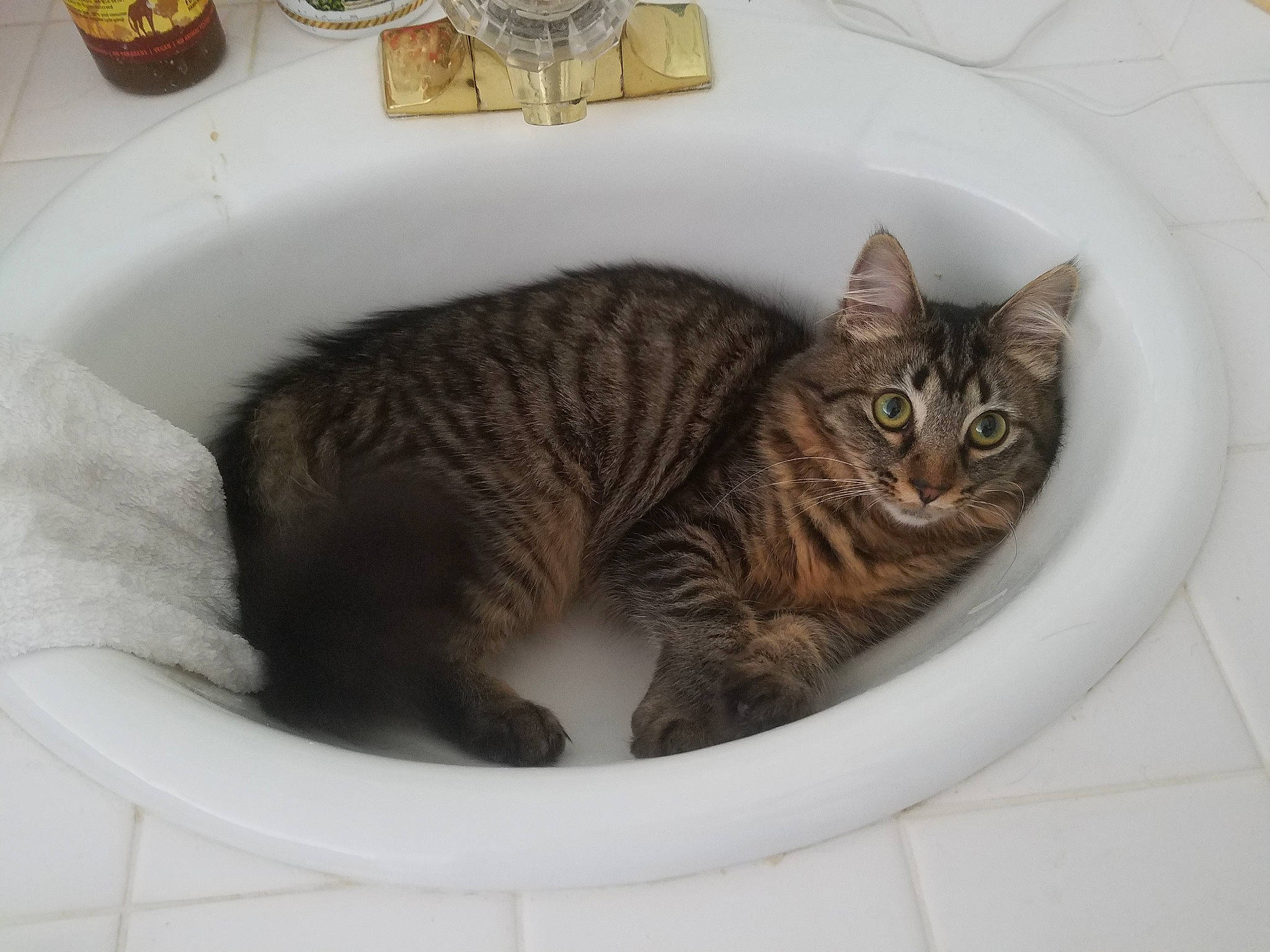 Felicity joined the competition — help win amazing prizes! american_bobtail, american_shorthair, asian, california_spangled, carnivore, cat, domestic_short_haired_cat, dragon_li, european_shorthair, felidae, fur, kitten, ocicat, plumbing_fixture, sink, small_to_medium_sized_cats, tabby_cat, whiskers