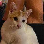 Ringo joined the competition — help win amazing prizes! kitten, cat, pet, animal, white, orange, fur, ears, whiskers, person, legs, lap, skin, indoor, relaxing, closeup, cute, domestic, young, curious