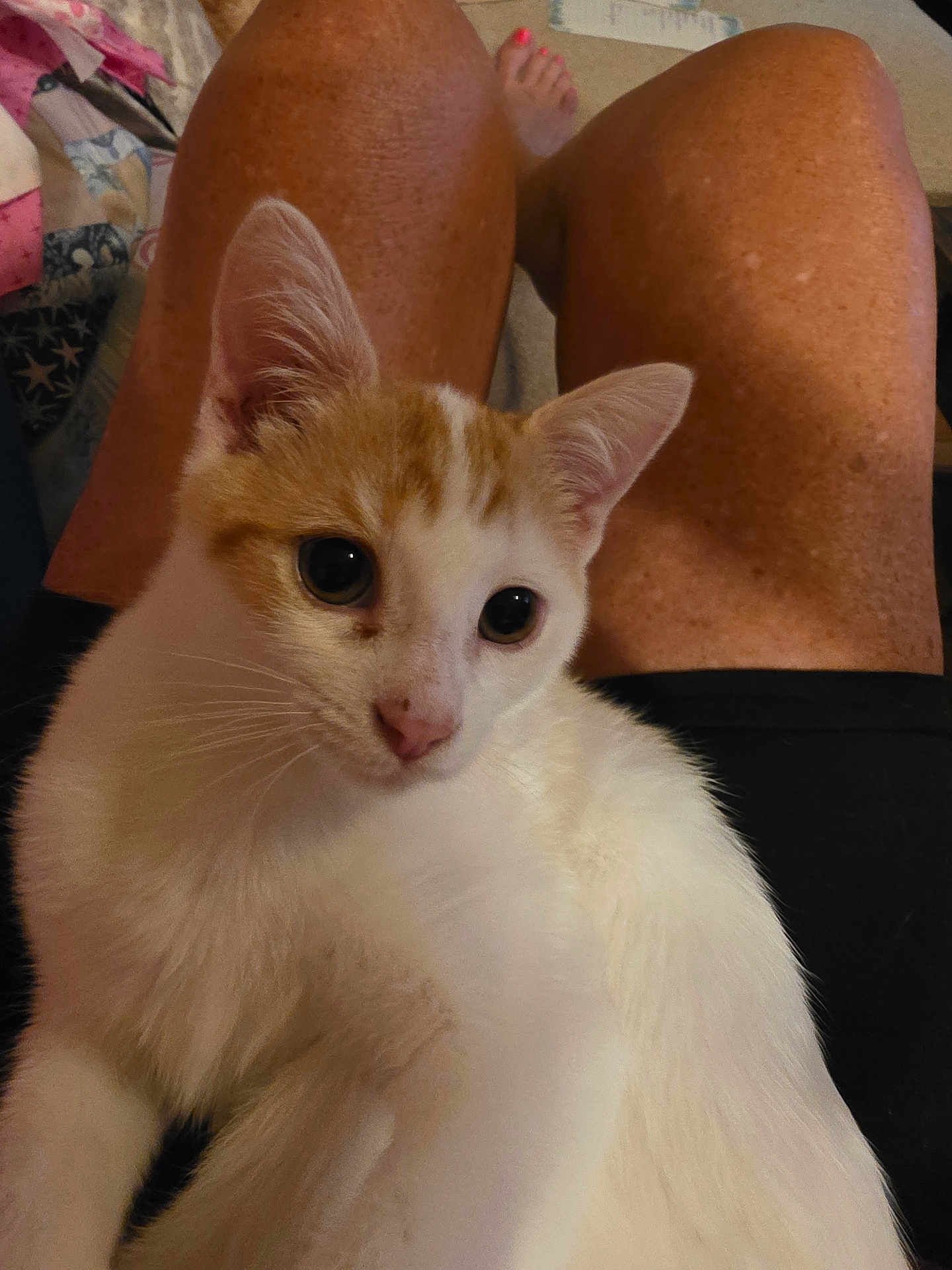 Ringo joined the competition — help win amazing prizes! kitten, cat, pet, animal, white, orange, fur, ears, whiskers, person, legs, lap, skin, indoor, relaxing, closeup, cute, domestic, young, curious