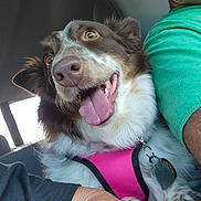 Flower joined the competition — help win amazing prizes! dog, canine, pet, pink_harness, tongue_out, happy, inside_car, person, green_shirt, black_shirt, close_up, brown_and_white_fur, panting, seat, collar, tag, cheerful, companion, animal, domestic_animal