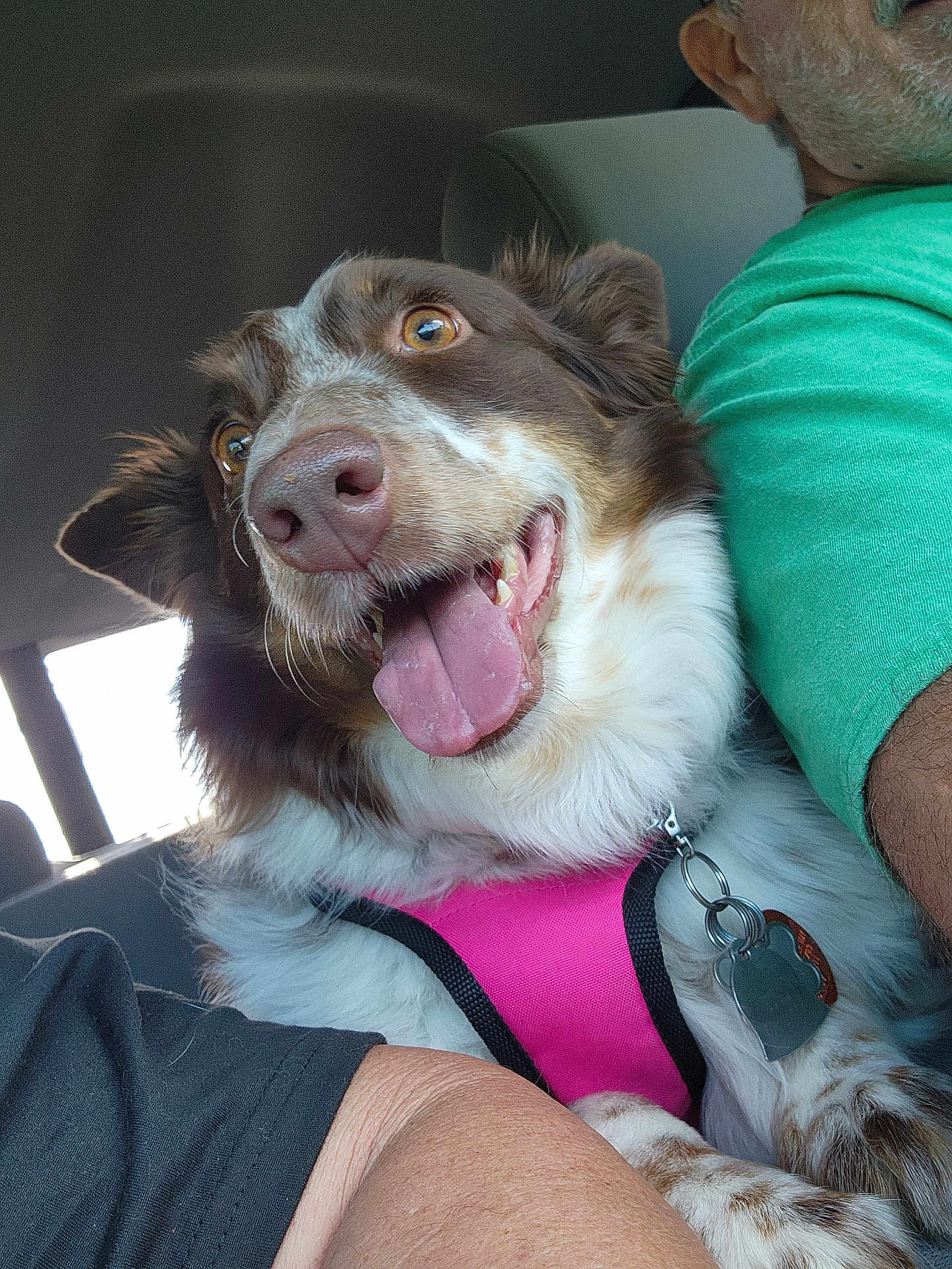 Flower joined the competition — help win amazing prizes! dog, canine, pet, pink_harness, tongue_out, happy, inside_car, person, green_shirt, black_shirt, close_up, brown_and_white_fur, panting, seat, collar, tag, cheerful, companion, animal, domestic_animal