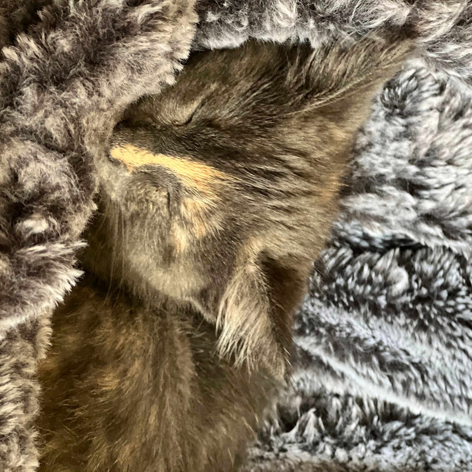 Piper