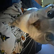Sugarbear joined the competition — help win amazing prizes! canidae, carnivore, collar, companion_dog, dog, dog_breed, dog_collar, ear, eyewear, fawn, felidae, fur, jaw, non_sporting_group, small_to_medium_sized_cats, snout, spitz, sporting_group, whiskers, working_animal