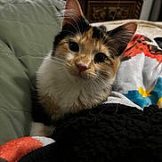 Matilda is registered to the contest to win money with this photo: cat, kitten, calico, pet, animal, fur, whiskers, ears, blanket, cushion, indoor, cozy, curious, closeup, portrait, feline, soft, cute, young, domestic