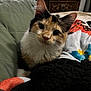 cat, kitten, calico, pet, animal, fur, whiskers, ears, blanket, cushion, indoor, cozy, curious, closeup, portrait, feline, soft, cute, young, domestic