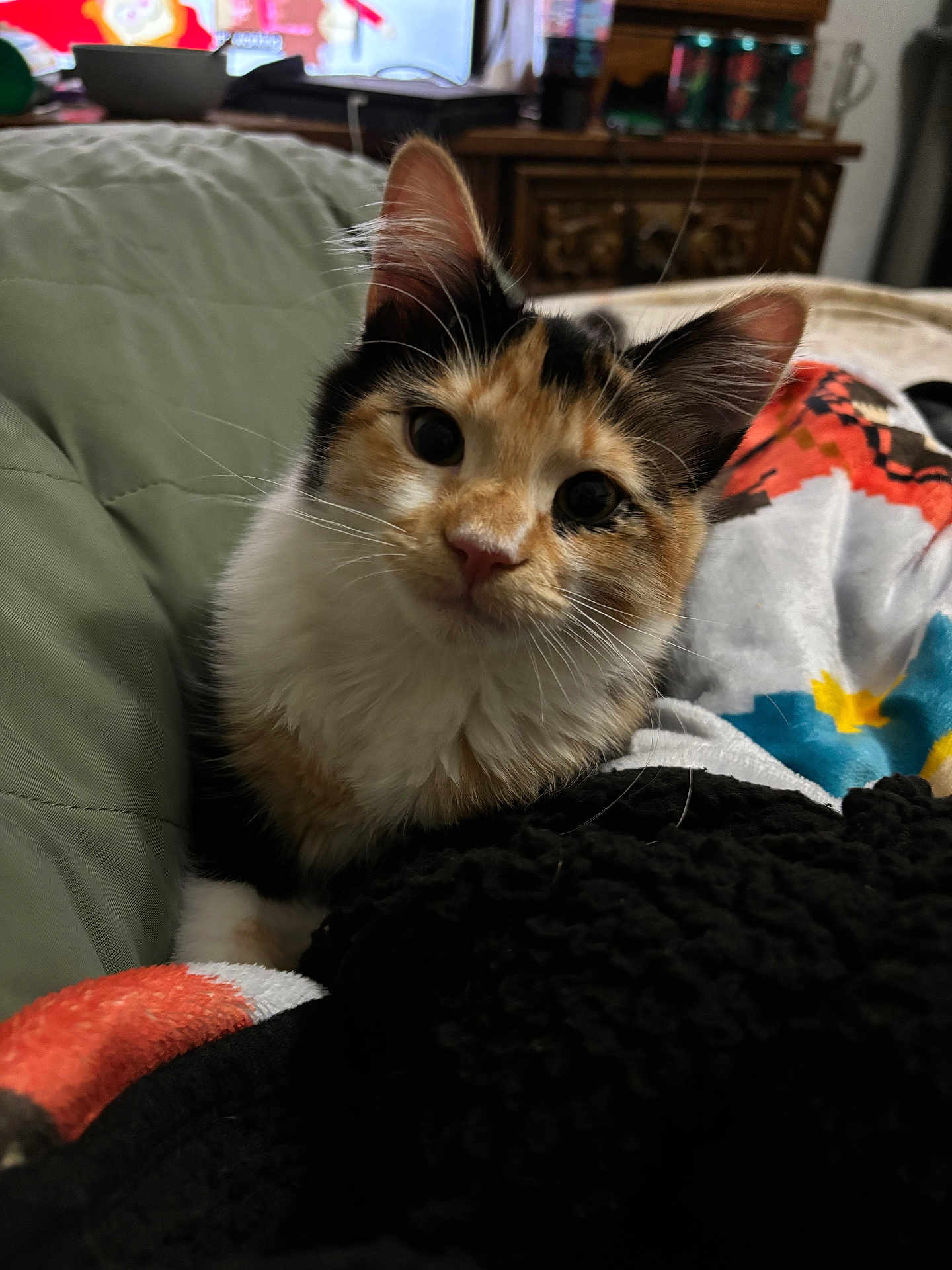 Matilda is registered to the contest to win money with this photo: cat, kitten, calico, pet, animal, fur, whiskers, ears, blanket, cushion, indoor, cozy, curious, closeup, portrait, feline, soft, cute, young, domestic