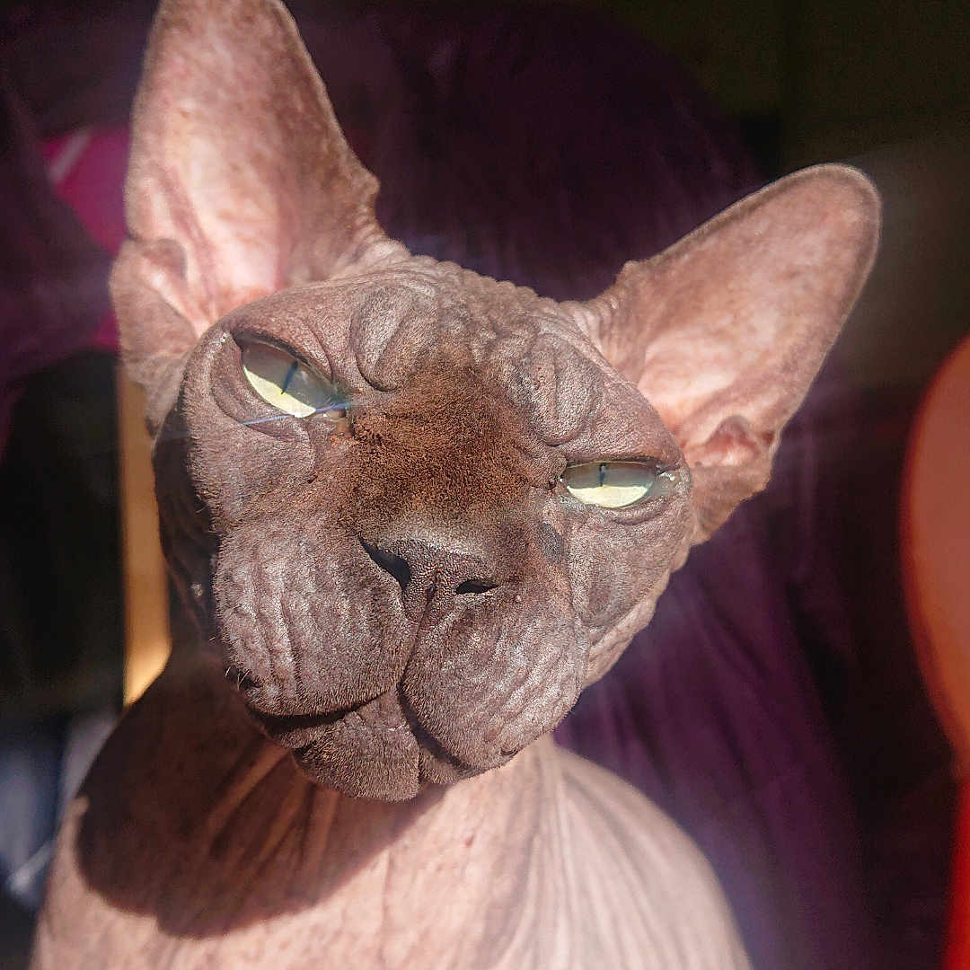 Rénato