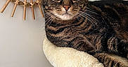 Luna participe au concours pour gagner de l'argent avec cette photo : cat, tabby_cat, pet, feline, animal, portrait, close_up, wide_eyes, whiskers, striped_fur, brown_fur, green_eyes, sitting, lounging, cat_tree, scratching_post, indoor, home, wall_decor, mirror
