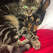 Luna a rejoint le concours — aidez-le/la à gagner de superbes lots ! cat, dog, tabby_cat, small_dog, animal, pets, cuddling, sleeping, bed, bedding, red_blanket, white_pillow, indoor, portrait, close_up, striped_fur, pointed_ears, glowing_eyes, companionship, cozy