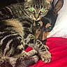 cat, dog, tabby_cat, small_dog, animal, pets, cuddling, sleeping, bed, bedding, red_blanket, white_pillow, indoor, portrait, close_up, striped_fur, pointed_ears, glowing_eyes, companionship, cozy