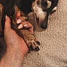 Yumiko participe au concours pour gagner de l'argent avec cette photo : animal, black_and_tan, claws, closeup, companionship, couch, cozy, cute, dog, fabric, human_hand, indoor, paw, petting, portrait, puppy, relaxed, resting, sleeping, sofa