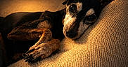 Yumiko a rejoint le concours — aidez-le/la à gagner de superbes lots ! animal, black_and_tan, close_up, couch, cozy, dog, fur, golden_light, home, indoors, lying_down, paws, pet, portrait, relaxing, shadow, sleepy, small_dog, sofa, warm_lighting