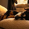 Yumiko participe au concours pour gagner de l'argent avec cette photo : animal, black_and_tan_dog, chair, close_up, cozy, cushion, dog, floppy_ears, home, indoor, lying_down, nap, pet, portrait, relaxed, resting, sleeping, soft_texture, sunlight, warm_lighting