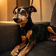 Yumiko participe au concours pour gagner de l'argent avec cette photo : black_and_tan, brown_markings, canine, claws, close_up, couch, dog, floppy_ears, home_interior, indoors, long_legs, lying_down, paws, pet, portrait, relaxed, sitting, small_dog, sofa, warm_lighting