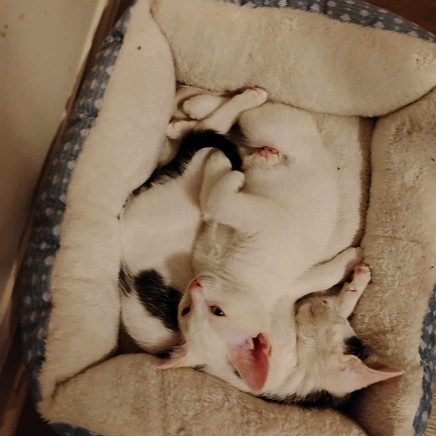 Diamond And Oreo joined the competition — help win amazing prizes! adorable, animal, black_and_white_cat, cat, comfort, companion, cozy, cute, domestic, fur, indoor, kitten, pet_bed, pets, relaxing, resting, sleeping, snuggling, soft, white_cat