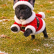 Aribo participe au concours pour gagner de l'argent avec cette photo : dog, french_bulldog, puppy, running, grass, snow, santa_hat, christmas_costume, holiday, cute, pet, outdoor, festive, animal, black_dog, young_dog, playful, winter, small_dog, costume